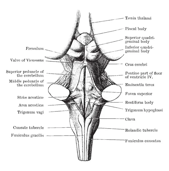 Esta Ilustração Representa Back View Medulla Pons Mesencephalon Desenho Linha —  Vetores de Stock