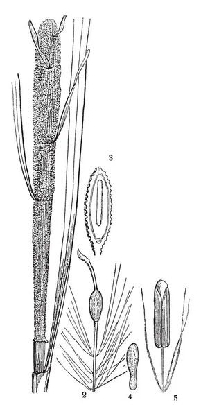 Dit Een Foto Van Gemeenschappelijke Lisdodde Waar Lisdoddefamilie Latifolia Vrucht — Stockvector