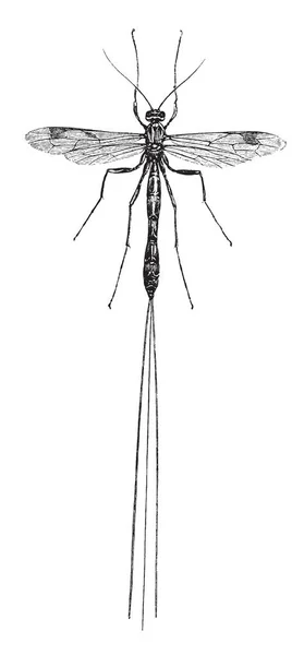 Ichneumon Fly Insecto Clasificado Suborden Himenóptero Apocrita Dibujo Líneas Vintage — Archivo Imágenes Vectoriales