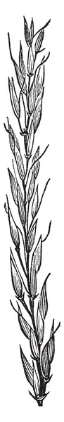 この写真のスパイクは木草 茎は細長く 葉は小さく ビンテージの線描画や彫刻イラスト — ストックベクタ