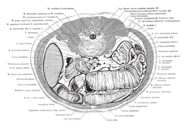 Esta Ilustración Representa Sección Transversal Del Tronco Por Encima Umbilicus — Vector de stock