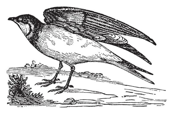 Pratincole Vive Bandadas Orillas Del Danubio Trazado Líneas Vintage Ilustración — Vector de stock