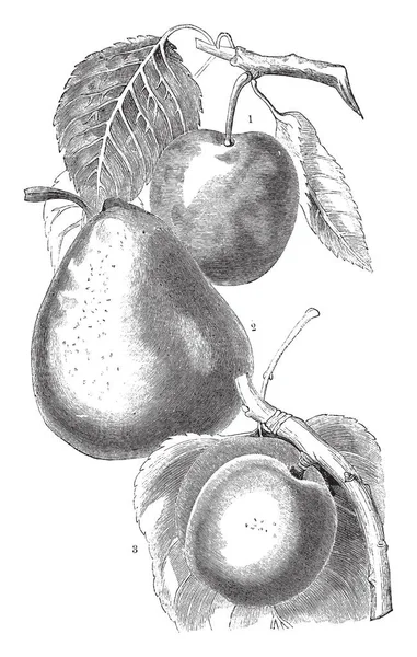 帝国のゲージとブラインド フォントネー ヴァンデ ブレダ ビンテージの線画イラストを彫刻などの梨の品種を示す画像 — ストックベクタ