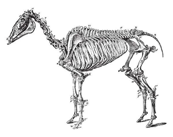 Skeleton Hog Uno Qualsiasi Degli Animali Del Genere Sus Disegno — Vettoriale Stock