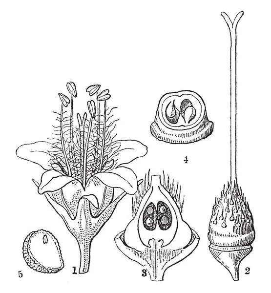 图片显示不同的部分和部分的 Bluntleaf Waterleaf 也称为 Hydrophyllum Canadense 复古线画或雕刻插图 — 图库矢量图片