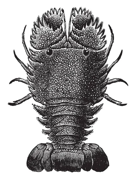 拖鞋龙虾是虾蟹甲壳纲紧密相关的刺和毛茸茸的龙虾 复古线画或雕刻插图 — 图库矢量图片