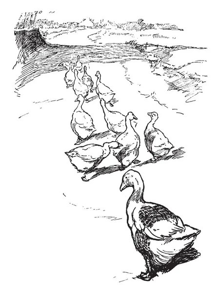 成群的鹅在通往城镇的小路上 老式的线条画或雕刻插图 — 图库矢量图片