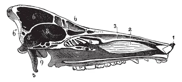 Turbinal と正面 Turbinal が存在を独り占め ビンテージの線の描画や彫刻イラストの頭蓋骨 — ストックベクタ