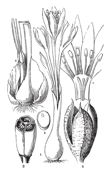 Questa Immagine Che Mostra Fasi Della Pianta Autunnale Crocus Cui — Vettoriale Stock