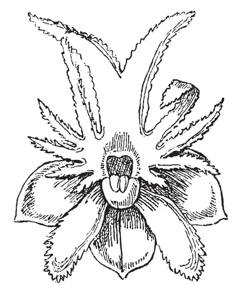 Oberonia Orchidee Delle Fate Formano Genere Piante Fiore Della Famiglia — Vettoriale Stock