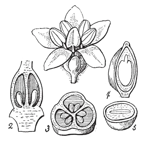 Immagini Mostrano Crescita Celastrus Paniculatus Peng Disegno Linee Vintage Illustrazione — Vettoriale Stock