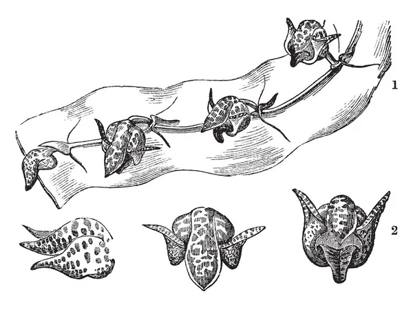 マメヅタラン属のヒキガエルの多くの花が小枝に従事している 図のように そして それはさまざまな段階 ビンテージの線描画や彫刻イラスト — ストックベクタ