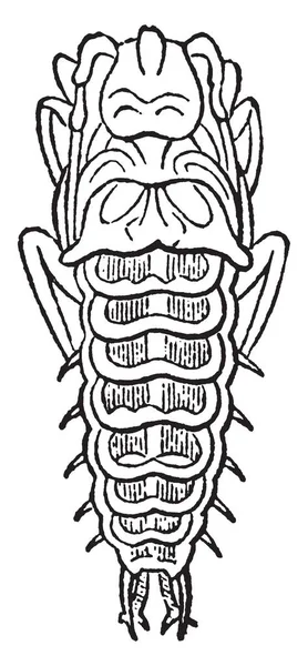 Larva Mormolyce Phyllodes Contiene Coleotteri Carnivori Dimensioni Molto Piccole Disegno — Vettoriale Stock