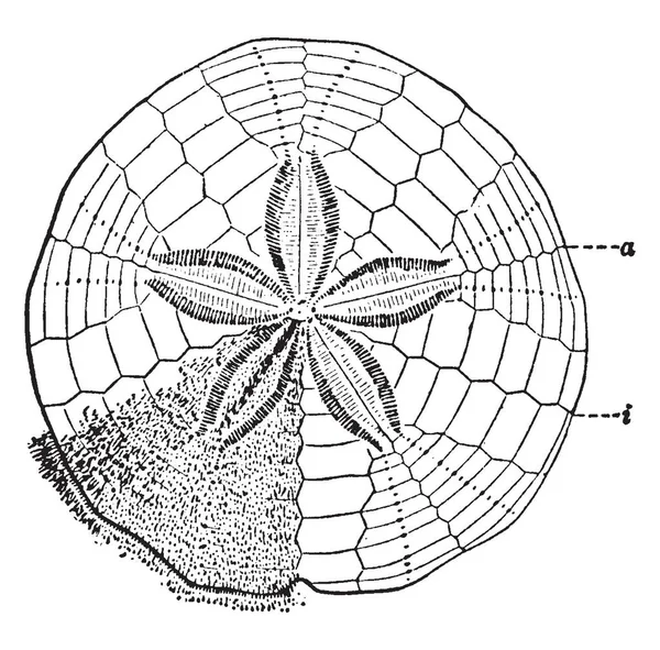 Sand Dollar Επίσης Γνωστή Θάλασσα Cookie Snapper Μπισκότο Στη Νέα — Διανυσματικό Αρχείο