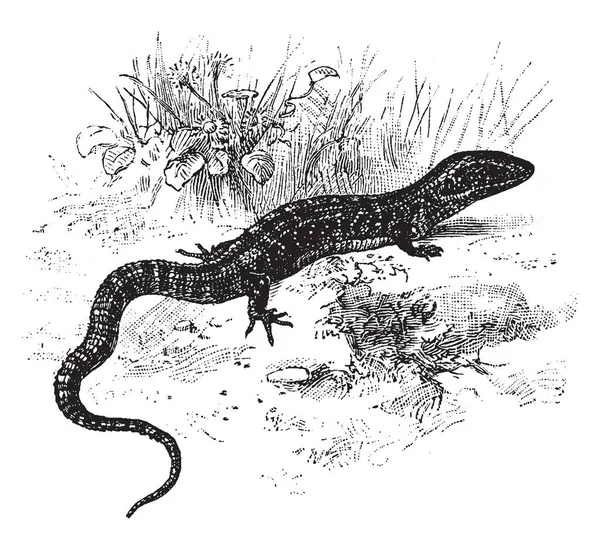 北鳄鱼蜥蜴是 Anguidae 家族的蜥蜴 也被称为同义词 Gerrhonotus 复古线画或雕刻插图 — 图库矢量图片