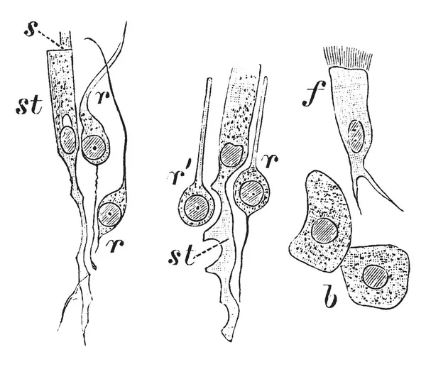 Zellen Aus Der Olfaktorischen Region Des Kaninchens Vintage Linienzeichnung Oder — Stockvektor