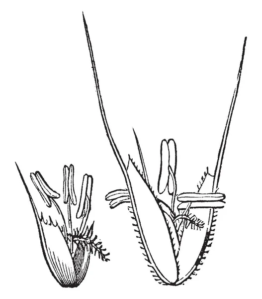 ひげ草種の画像 それは センチを大きくなる葉がフラットと長い先の尖った 歯のある Ligules ビンテージの線描画や彫刻イラストとラフ — ストックベクタ