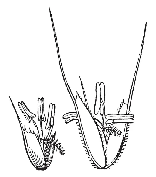 Una Imagen Hierba Barba Anual Crece Alto Las Hojas Son — Archivo Imágenes Vectoriales