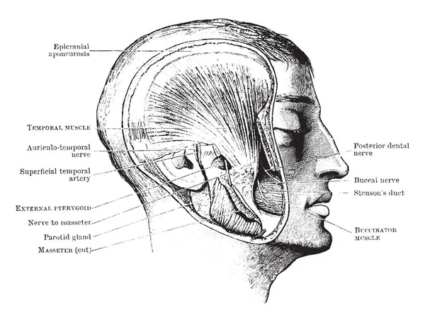 Tento Obrázek Představuje Ukazuje Hluboké Žvýkací Svaly Hlavy Vintage Kreslení — Stockový vektor