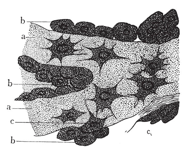 Эта иллюстрация представляет остеобласты из эмбриона, рисунок винтажных линий или гравировка иллюстрации
.
