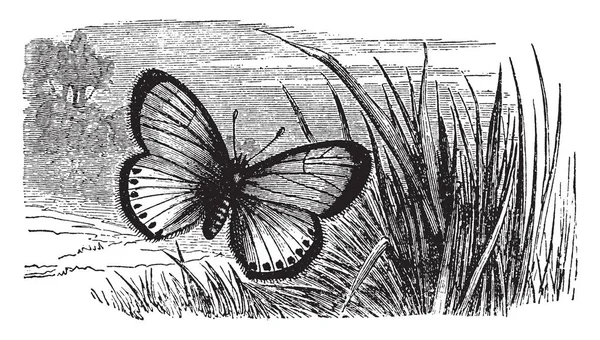 Polyommatus Virgaureae Que Común Francia Dibujo Línea Vintage Ilustración Grabado — Archivo Imágenes Vectoriales