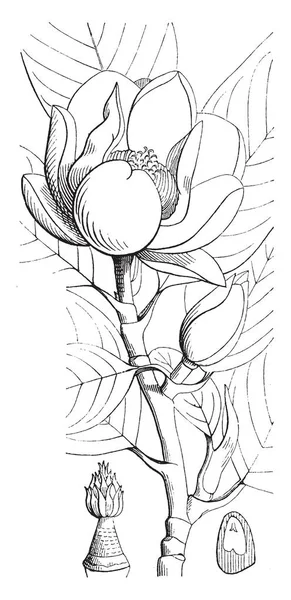 Sweetbay Magnolia Stromy Mají Krémově Bílé Jarní Letní Květy Sladké — Stockový vektor