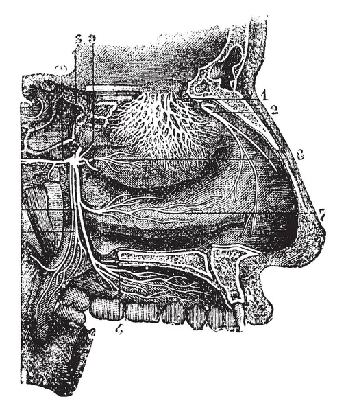 この図は鼻窩 ビンテージの線描画や彫刻イラストの神経を表します — ストックベクタ
