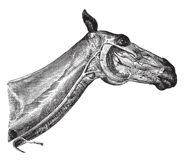 Obraz Ten Przedstawia Głowy Szyi Konia Wyświetlono Żył Vintage Rysowania — Wektor stockowy