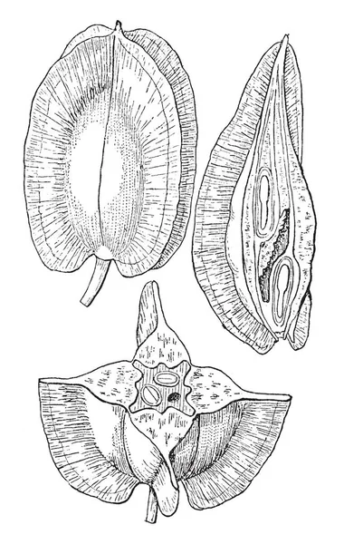 Uma Imagem Mostrando Diferentes Ângulos Fruto Halesia Tetraptera Que Também —  Vetores de Stock
