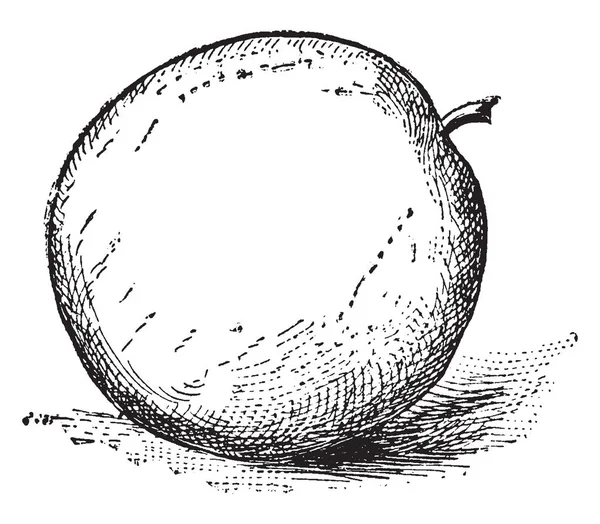 Das Ist Apfel Rahmen Vintage Linienzeichnung Oder Gravierillustration — Stockvektor