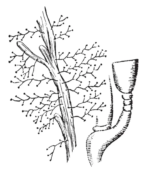 Eucope 是一种海洋动物在顺序 Anthomedusae 复古线条画或雕刻插图的物种 — 图库矢量图片