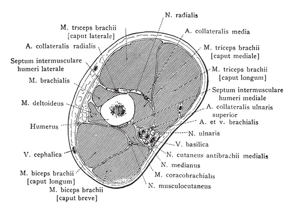 Coupe Travers Tiers Supérieur Bras Immédiatement Dessous Insertion Deltoïde Dessin — Image vectorielle