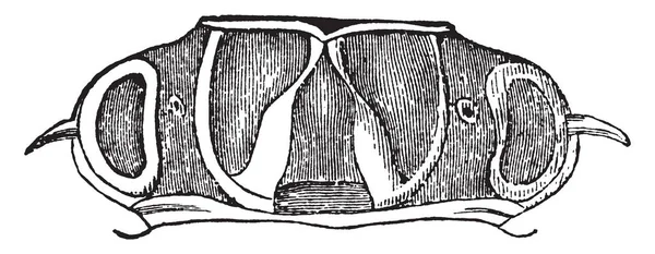 昆虫身体 Acrocinus Longimanus 的胸部 复古线条画或雕刻插图 — 图库矢量图片