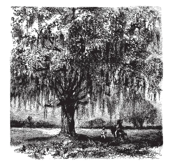 Μια Εικόνα Από Μια Μεγάλη Βελανιδιά Oaks Σπειροειδώς Τοποθετημένα Φύλλα — Διανυσματικό Αρχείο