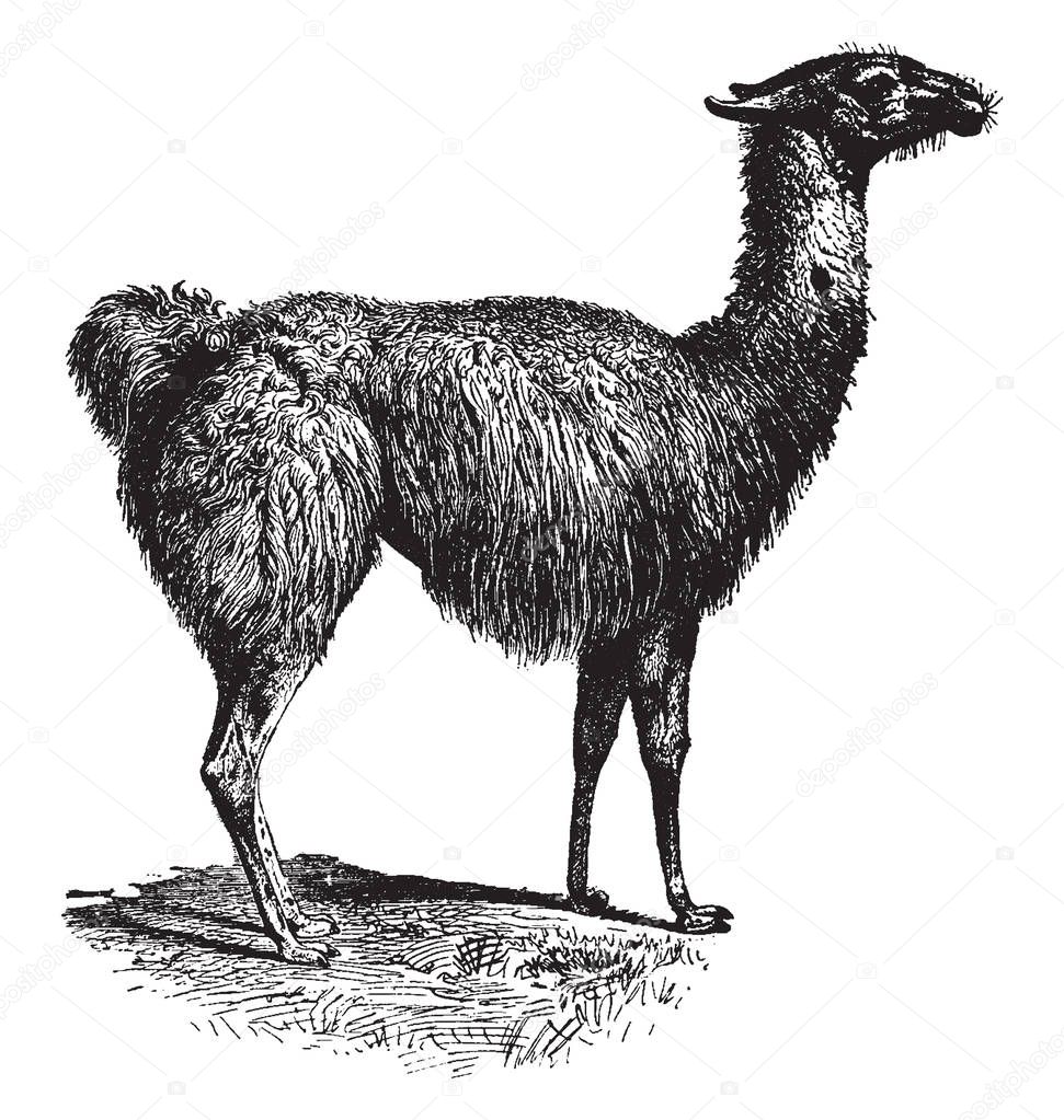 Guanaco color varies very little ranging from a light brown to dark cinnamon and shading to white underneath, vintage line drawing or engraving illustration.