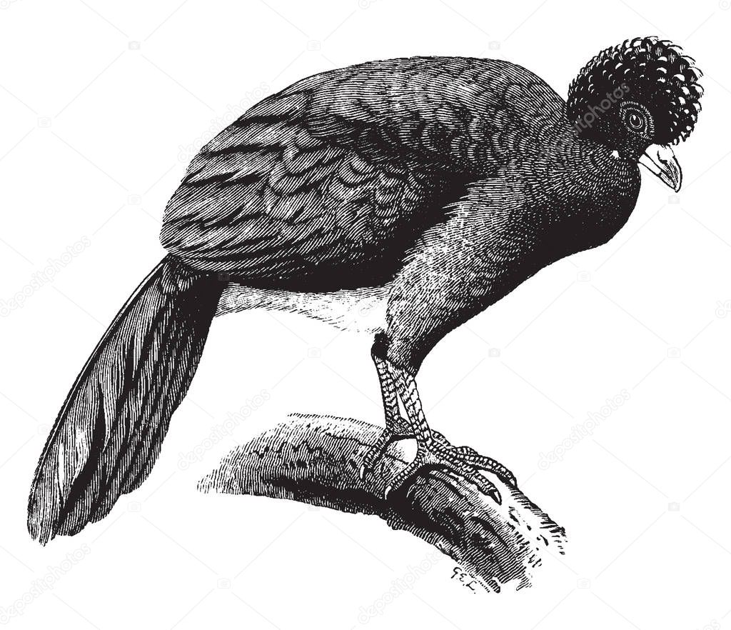 Crested Curassow is black with a purplish gloss, vintage line drawing or engraving illustration.