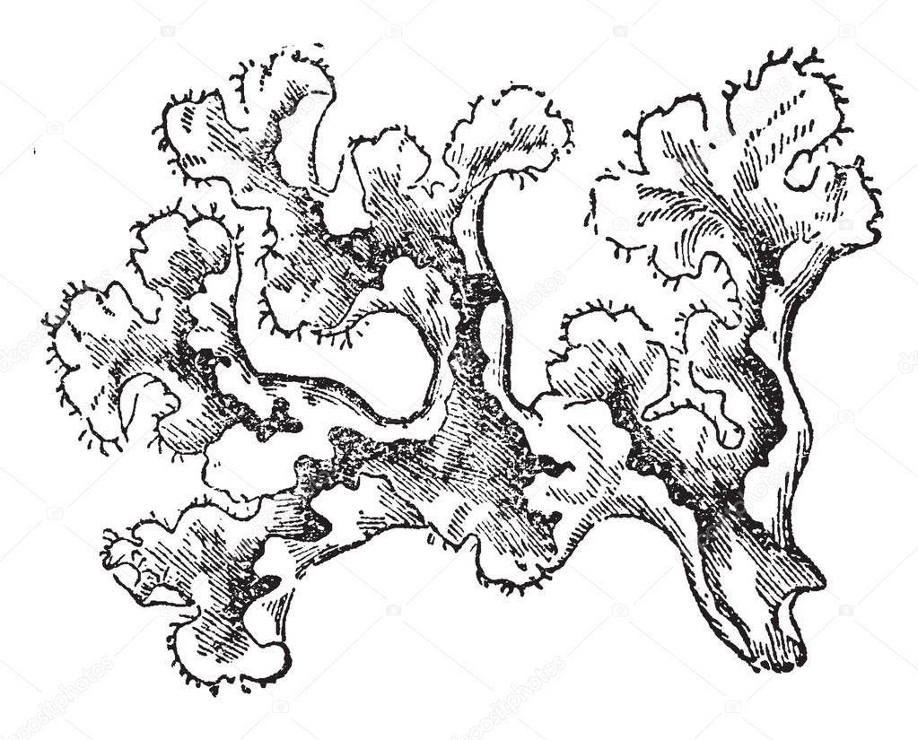 This is a picture of Iceland Moss and it is lichen. It grows in Iceland and its branches being channelled, vintage line drawing or engraving illustration.