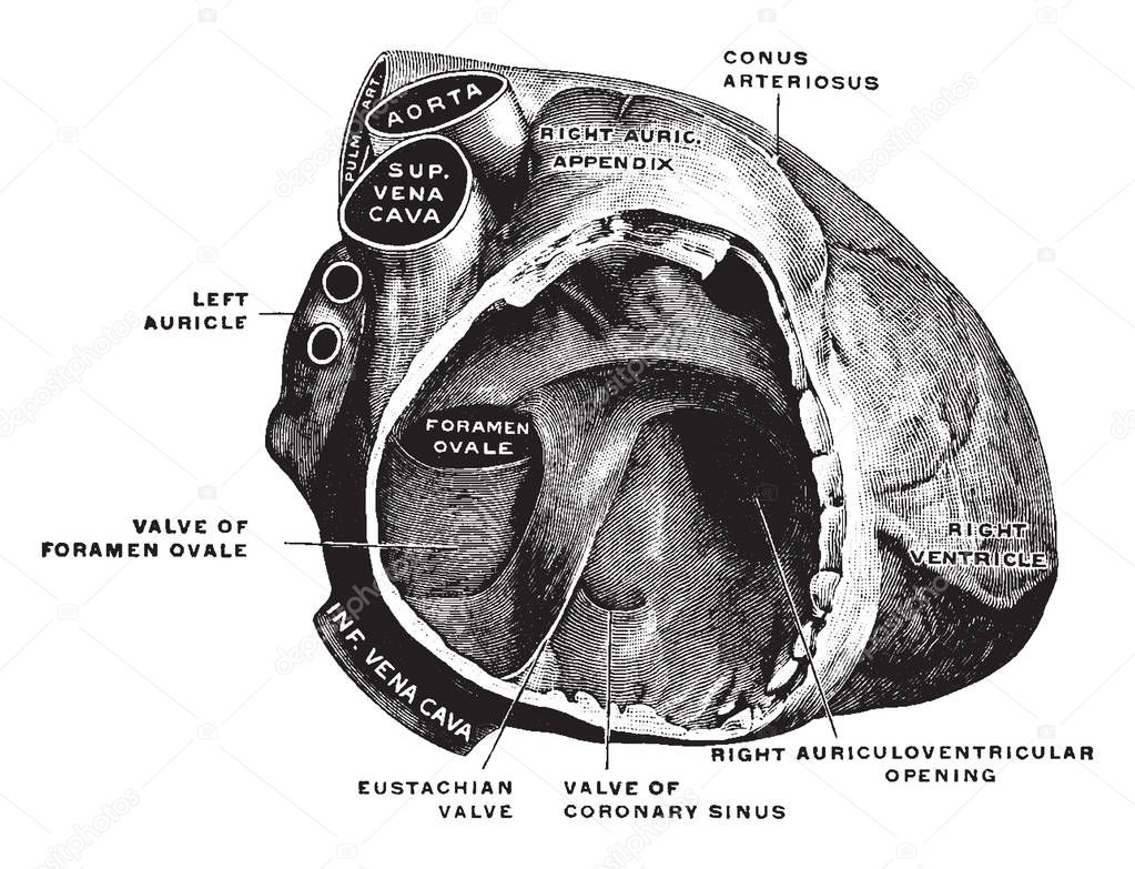 This illustration represents Fetal Heart, vintage line drawing or engraving illustration.
