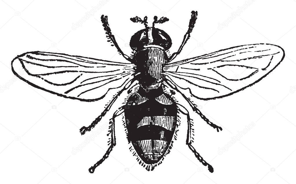 A Species of Volucella is a genus of large broad bodied dramatic hover flies, vintage line drawing or engraving illustration.