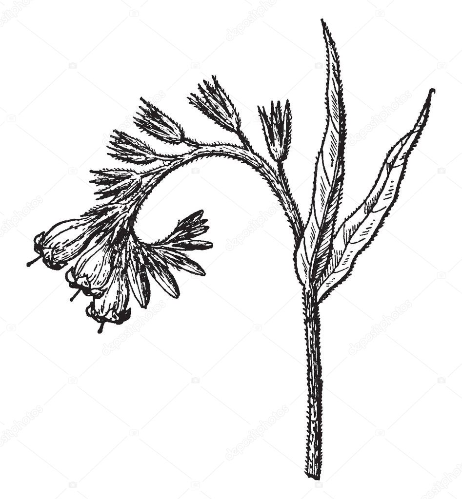 A picture is showing a branch and flower of Comfrey also known as Symphytum Officinale. It is an important herb in organic gardening, having many medicinal and fertilizer uses, vintage line drawing or engraving illustration.