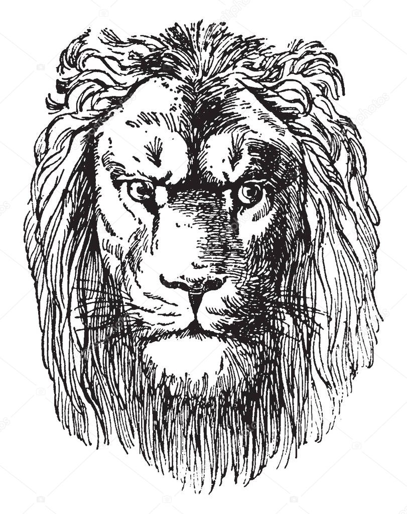 Lion Head is a prospectus of Dr. Schubert's Naturgeschichte, vintage line drawing or engraving illustration.