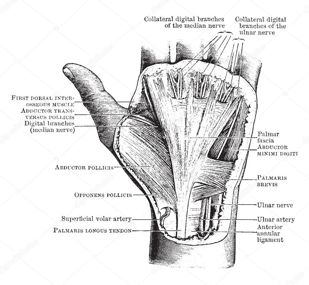The superficial dissection of the palm of the hand, vintage line drawing or engraving illustration.