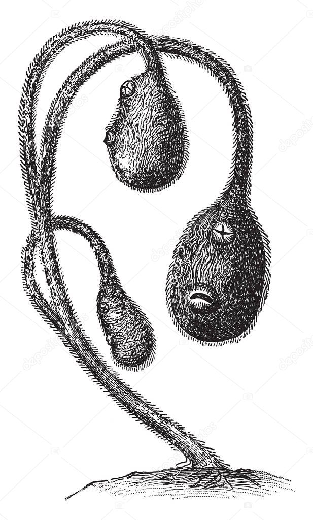 Social Tunicates would not probably by taken for animals at first sight. They have neither arms, nor head, nor feet; but then they have a mouth, placed at the entrance of a digestive tube, vintage line drawing or engraving illustration.