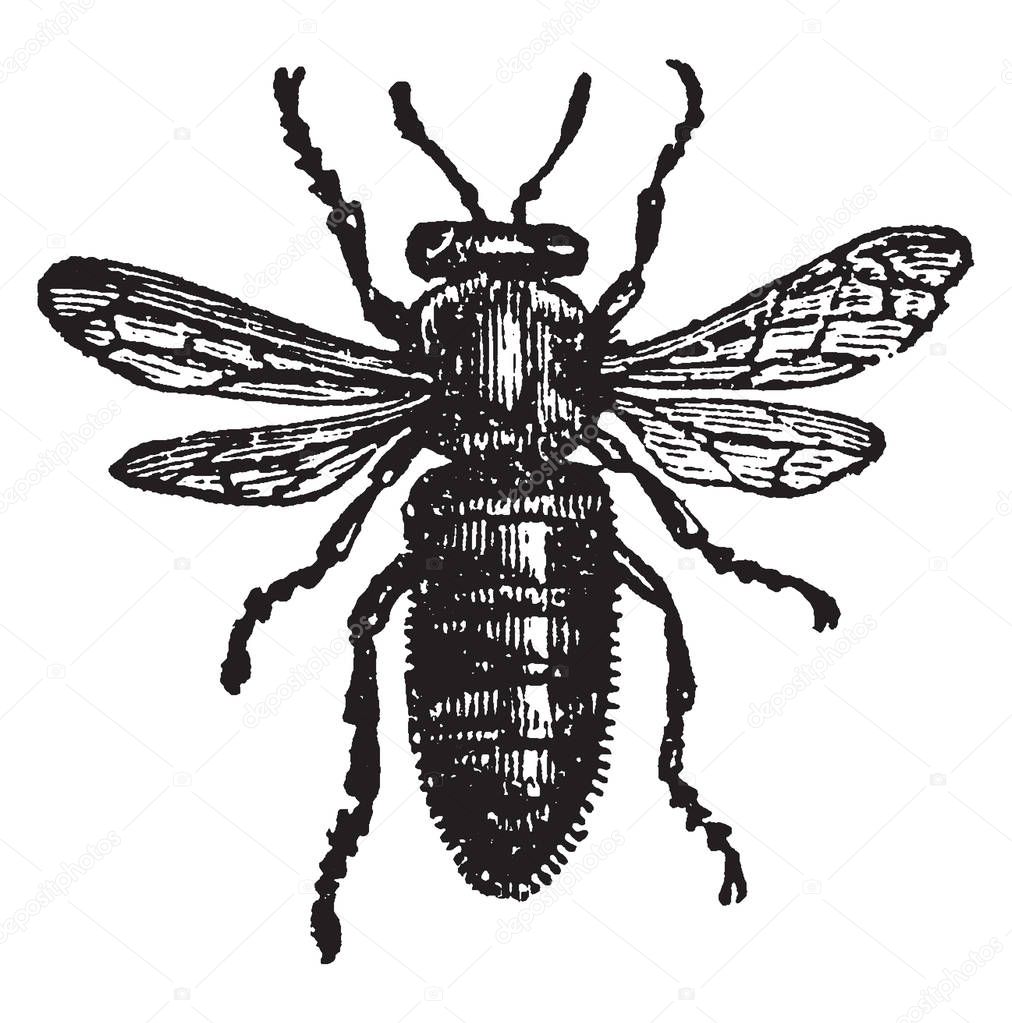 Female or Queen Bee where the wings are shorter in proportion, vintage line drawing or engraving illustration.