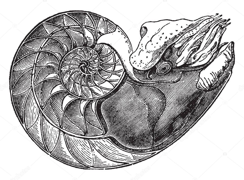 This image represents Nautilus Pompilius showing the interior of the lower cell to which the animal is fixed, vintage line drawing or engraving illustration.