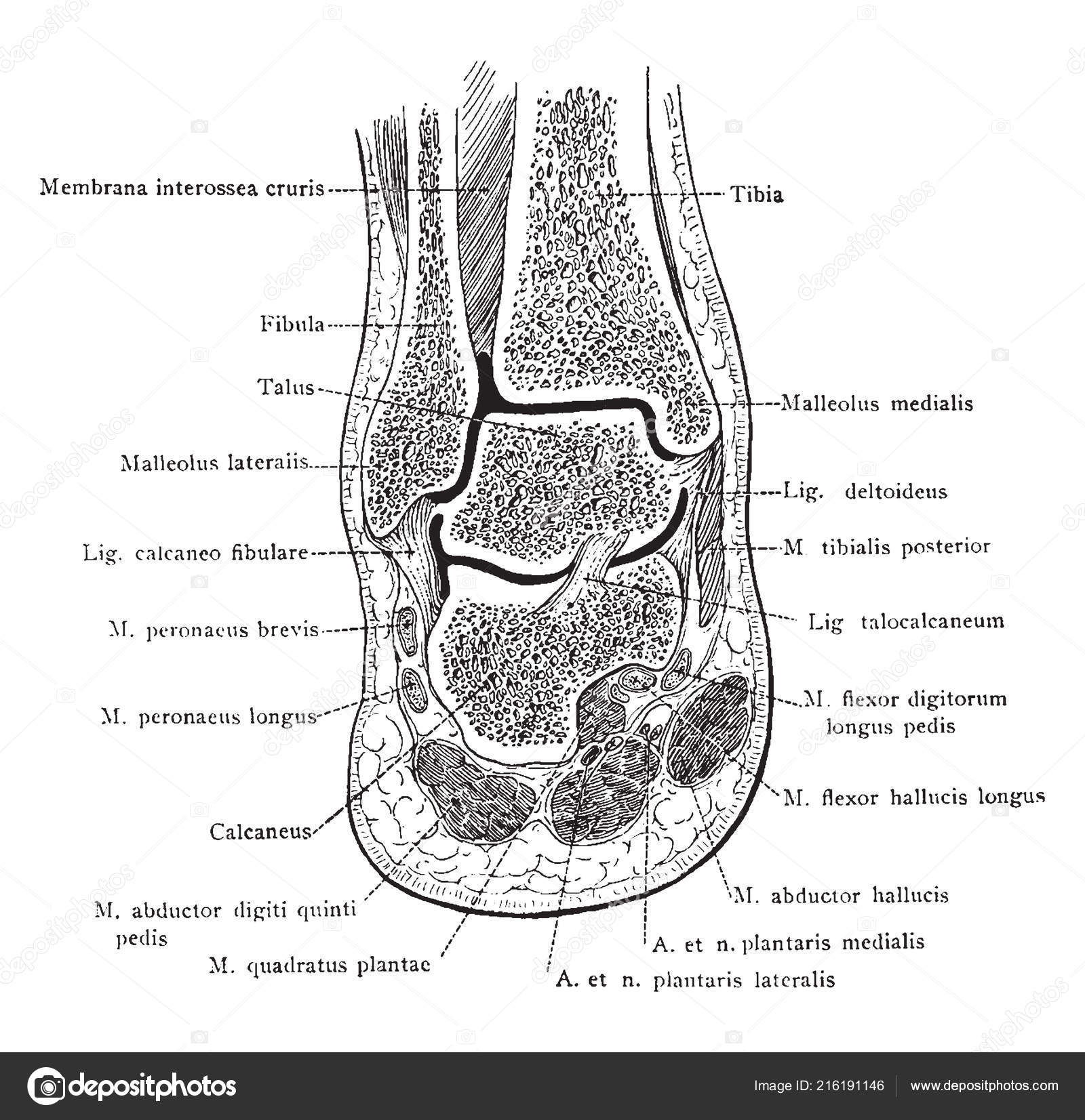 Frontparti Høyre Ankel Fot Sett Forfra Vintage Line Tegning Eller  stockvektor © Morphart #216191146, image size:1600x1653