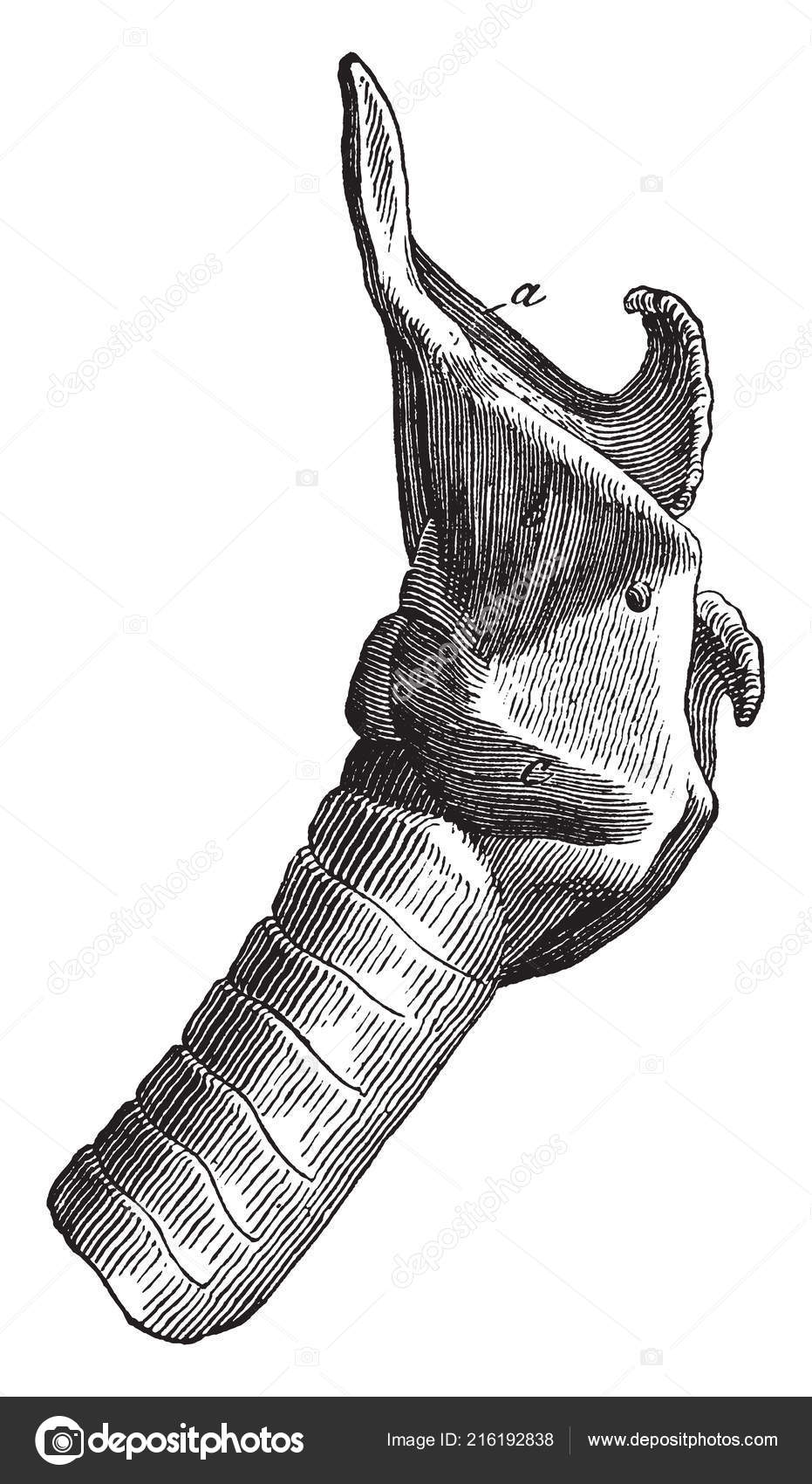 Larynx Muskler Hest Hyoepiglottideus Hyothyroideus Cricothyroideus Til  Stede Vintage Linje Stockvektor af ©Morphart 216192838, image size:931x1700