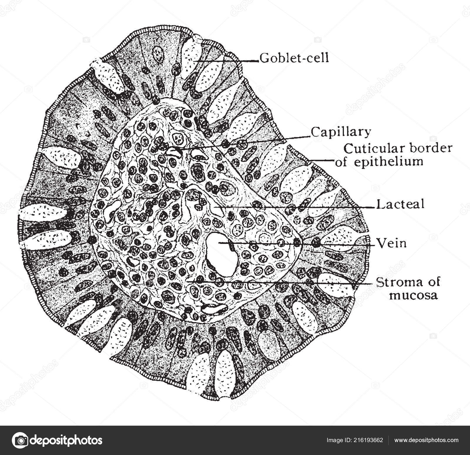 Small Intestine Drawing Illustration Represents Transverse Section Villus Small Intestine Vintage Line Drawing Stock Vector C Morphart 216193662 Together with the esophagus, large intestine, and the stomach, it forms the gastrointestinal tract. https depositphotos com 216193662 stock illustration illustration represents transverse section villus html
