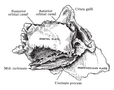 Bu şekilde dış görünüş, etmoid kemik, vintage çizgi çizme veya oyma illüstrasyon temsil eder..