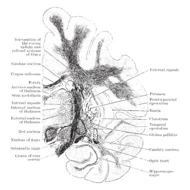 Koronal bölümü aracılığıyla Cerebrum subthalamic tegmental bölgenin, vintage çizgi çizme veya oyma illüstrasyon geçen bir orangoutang.